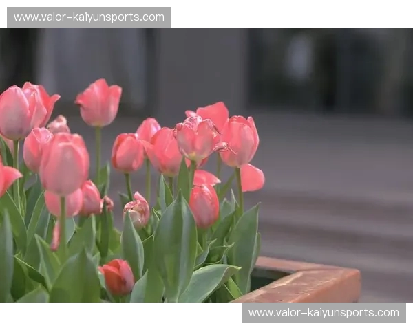 圣保罗的残阳与郁金香的终章：重回2014，那场被泪水浸透的巴西vs荷兰